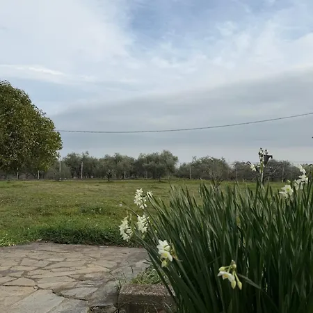 Villatorodon Villa