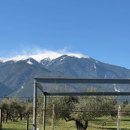Villatorodon